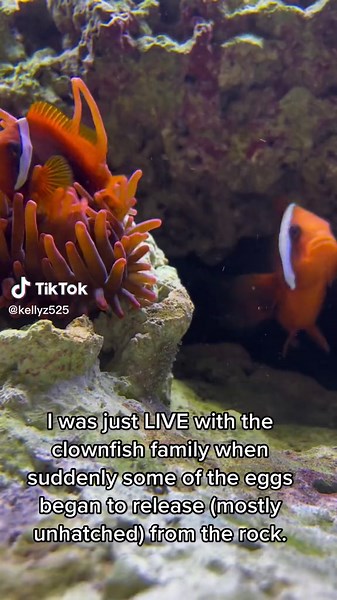 Clownfish Family Update: Hatching Eggs and Scott's Heroic Rescue