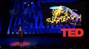 What humans can learn from the sex lives of insects