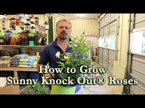 How to grow Sunny Knock Out® Rose (Yellow Knock Out® Rose) with a detailed description