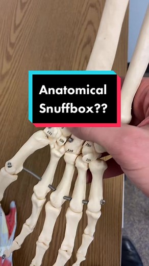 Understanding the Anatomical Snuffbox and Scaphoid Connection
