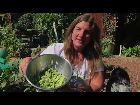 Delicious Edamame - How To Harvest And Prepare