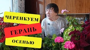 КАК сохранить ГЕРАНЬ из сада или балкона | УЧЕНЫЙ АГРОНОМ | Дзен