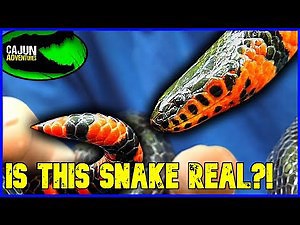 This Snake CAN STAB You! - The Mystery of the Hoop Snake