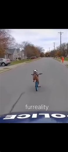 Scooby Doo 😂#lol #funnytiktok #viral #scoobydoo #tiktok