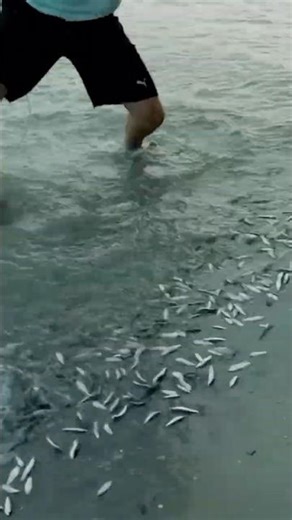 Thousands Of Fish Beached Out Of Nowhere!! 🐟😳