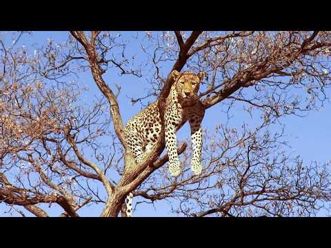 Rescuing an Injured Cheetah Cub in Namibia’s Wild Heart (4K Documentary)