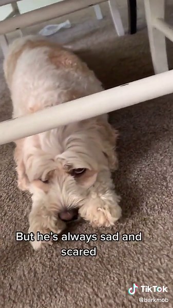 Heartwarming Dog Rescue Story | Faith in Humanity Restored 🐾
