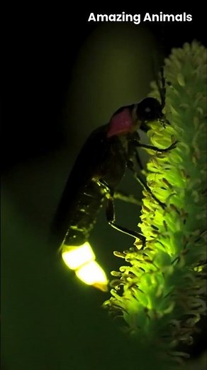 The Magical Light of Fireflies