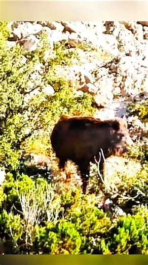 Ultimate Wild Boar 🐗Hunting Compilation #hunting #hog#hunting #challenge #wildboar
