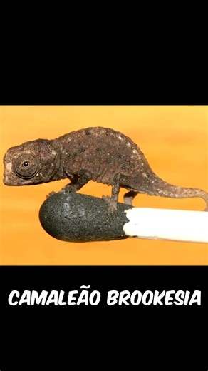 The lightest animals on planet Earth 🦜 #shorts