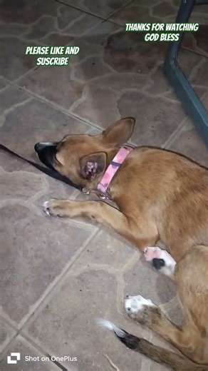 Lobo Today#dog #belgianmalinois #puppy #pets