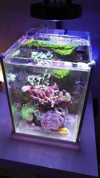 The comeback game is STRONG with this one... #aquarium #reeftank #nanoaquarium