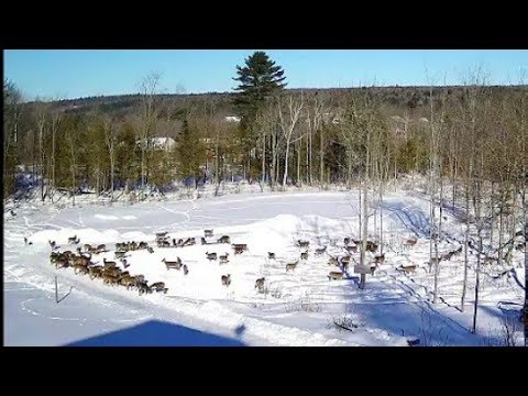 Food Pantry For Deer #nature #wildlife