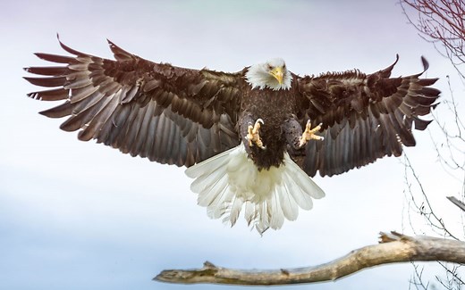 纪录片.神奇动物大揭秘.E12.猛禽.2014[IMDB 8.4][高清][英字]