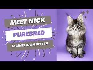 Purebred Maine Coon Kitten | Available for Adoption - Reputable Breeders Near You