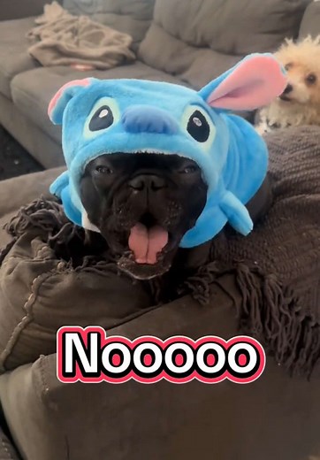 Talking Frenchie Minnie: Adorable Dog Conversations