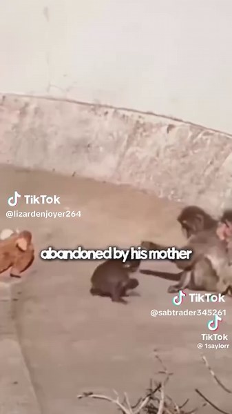 pumch is so corny #CapCut #@