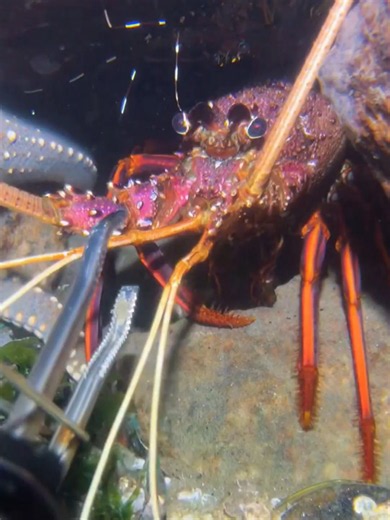 #diving #crab #catchthesea #seafood #seaside | crab