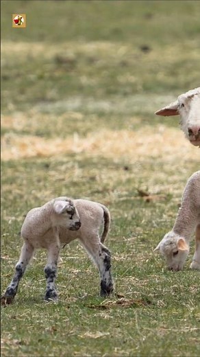 Cute Baby Sheep Sounds (Lambs Calling Beside Their Mother)