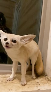 1.2M views · 52K reactions | Tiny progress with the tiny foxes 殺 | Arctic Fox Daily Wildlife Rescue, Inc. | Facebook