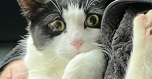 Riverside County hopes to save 5000 cats with new effort