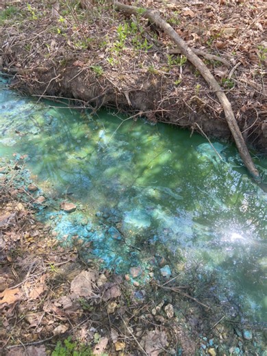 Blue-green algae closes New Melle lake in St. Charles County