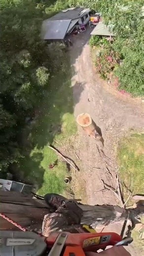 Crazy Sounding Tree Removal Ever!🤯 #tree #life #outdoors #asmr #fyp