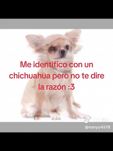 Características y personalidad del Chihuahua