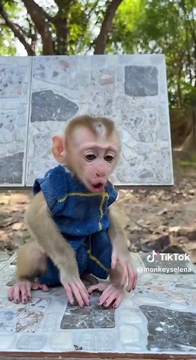 Hard Lesson Learned by Baby Monkey