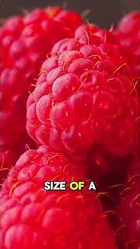 Development of Fetus in First Trimester of Pregnancy #firsttrimester #pregnancyjourney #3danimation