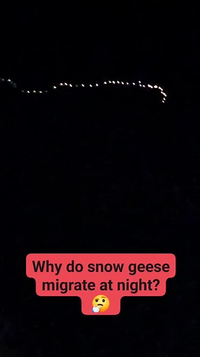 Snow Geese Night Migration Explained