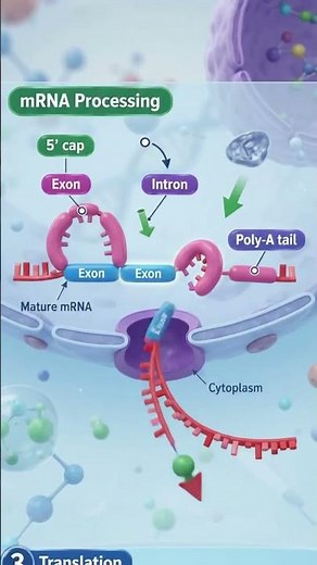 Protein Synthesis | DNA → RNA → Protein | Transcription & Translation | 3D Animation