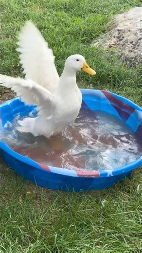 Duck bath in the July 4th pool