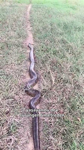 Would You Encounter the World's Heaviest Snake? 🐍😳