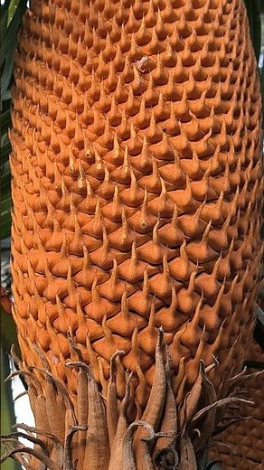 Cycas revoluta: a living fossil of the plant world/un fósil viviente del mundo vegetal