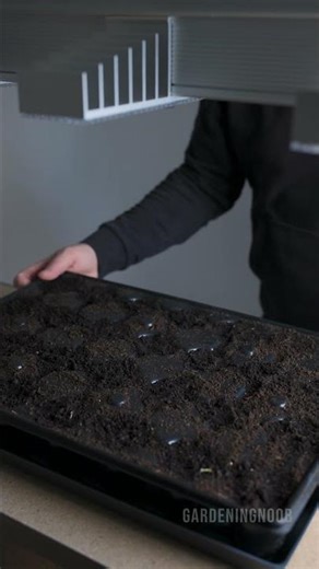 Bringing The Planted Cell Tray Indoors