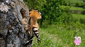 A hoopoe returning to its nest