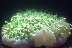 This is what coral death looks like