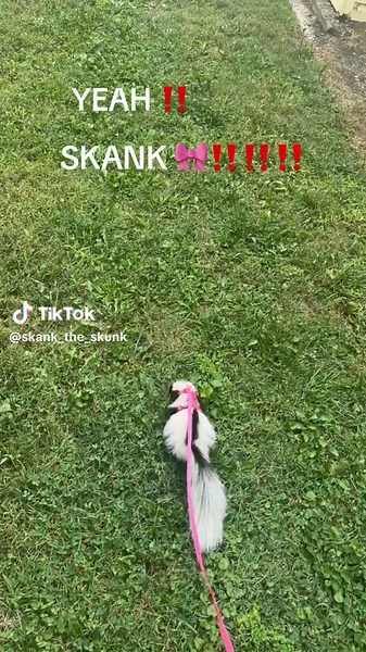 NO😾 #skunk #skunksoftiktok #petskunks #petskunksoftiktok #exoticpets #skunks #fyp #creatorsearchinsights #foryou #skunkbaby