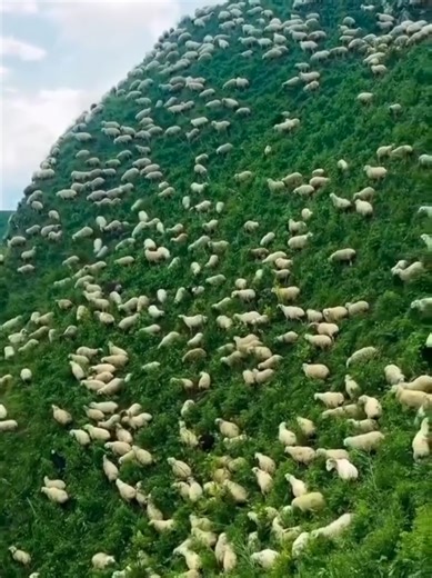 The ultimate morning commute! 🐑💨#Norway #SheepMigration #NatureLovers