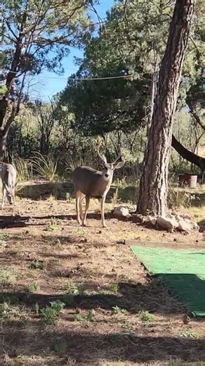 #newmexico #nature #wildlife #deer #timberon #fyp