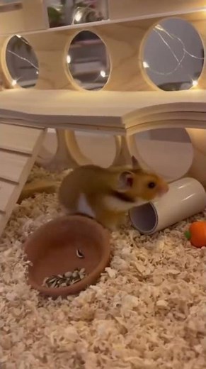 Look at those tiny muscles! #hamsters #fyp #viral