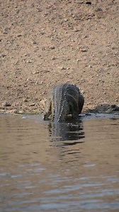Crocodile coming out of the water | Animals voice