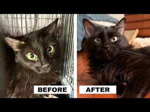 Cat Rescue: fragile and scared cat finds forever home