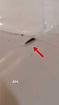 Crawl Space Encapsulation Issues