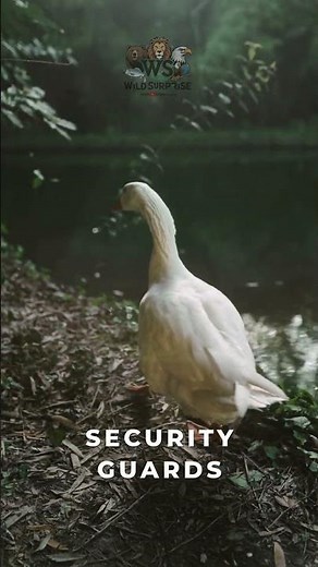 The Secret Behind Geese Flying in a V-Formation! #wildlife