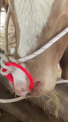 Cattle Nose Ring Installation Tool | Fast & Easy Nose Ring Setup
