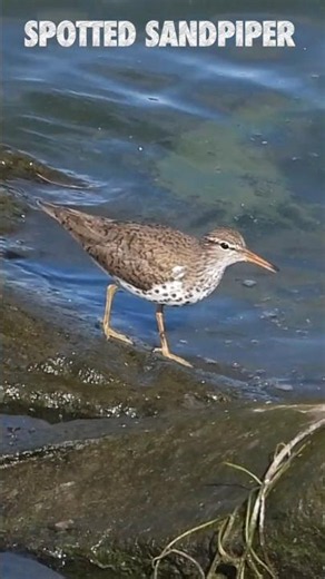 Spotted Sandpiper in the UK?!