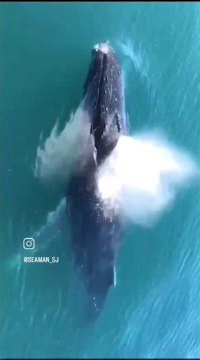 🐋 Real Whale Sound in Deep Ocean | Mysterious Underwater Call #whale #india #instagram #viral #art