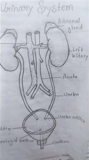 Human Kidney & Urinary System Diagram | Kidney Functions Explained | Easy Biology